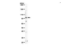 PRDM9, Rabbit anti-Mouse, Human, Polyclonal, Millipore Sigma 25&mu;g; Unconjugated:Antibodies,